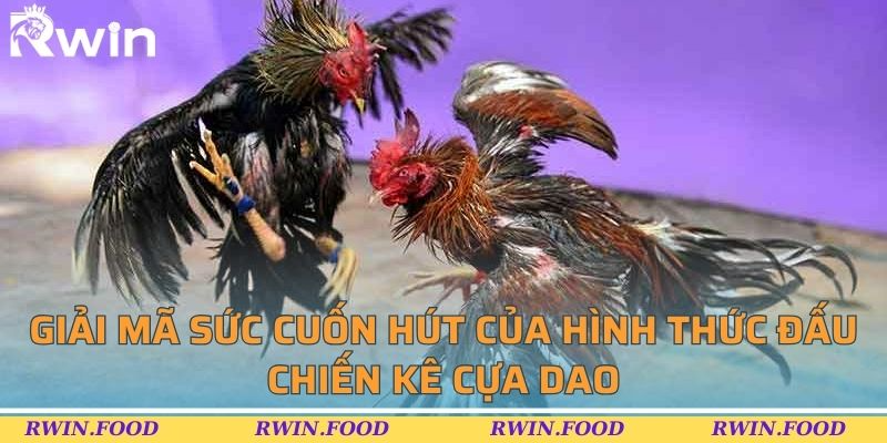 Giải m&atilde; sức cuốn h&uacute;t của h&igrave;nh thức đấu chiến k&ecirc; cựa dao