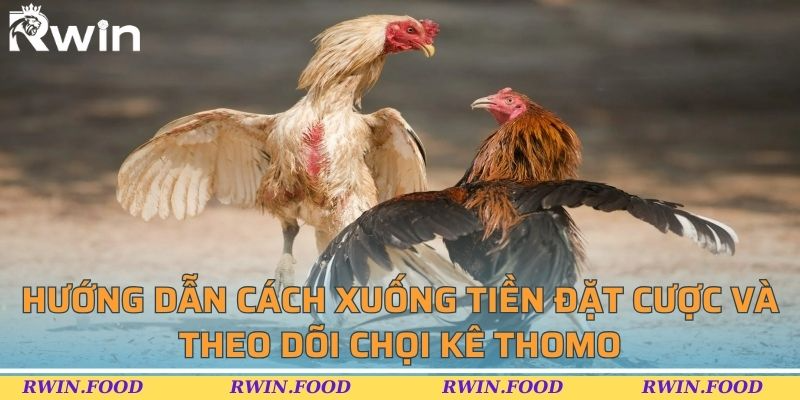 Hướng dẫn c&aacute;ch xuống tiền đặt cược v&agrave; theo d&otilde;i chọi k&ecirc; Thomo
