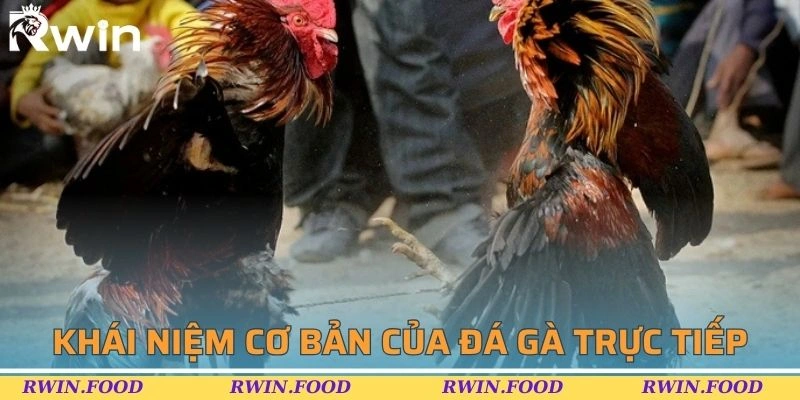 Sơ lược về thể loại đấu chiến k&ecirc; trực tiếp