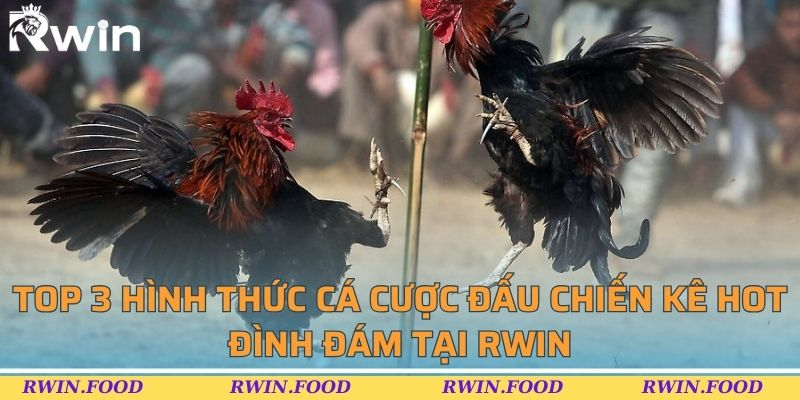 Top 3 h&igrave;nh thức c&aacute; cược đấu chiến k&ecirc; hot đ&igrave;nh đ&aacute;m tại RWIN